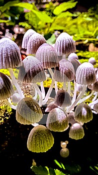 Macro  View  OfÂ phylumÂ Basidiomycota Â popularly, the termÂ mushroomÂ is used to identify the edible sporophores,Â toadstool Â .